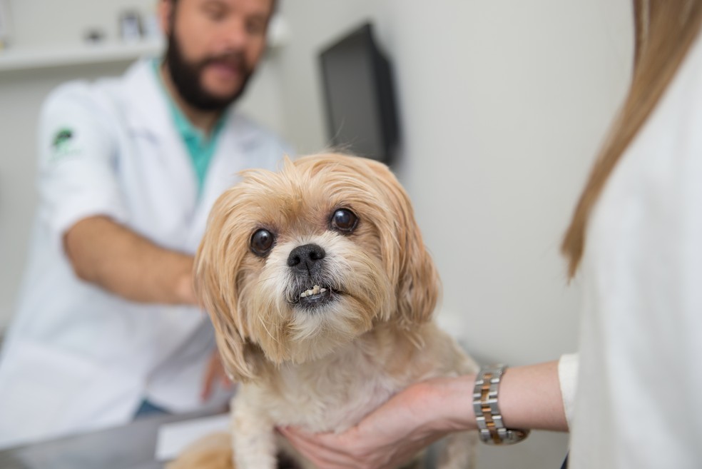 Clima frio, períodos chuvosos e mudanças bruscas de temperaturas afetam as defesas do organismo dos pets — Foto: Edjane Madza/ Divulgação