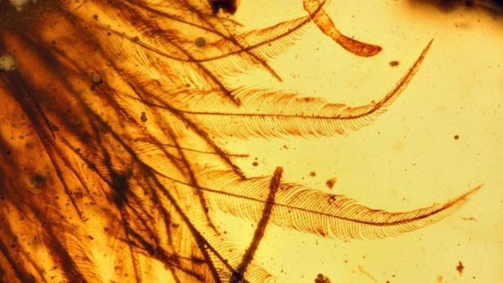 Descoberta dá pistas sobre a evolução das penas (Foto: Current Biology)