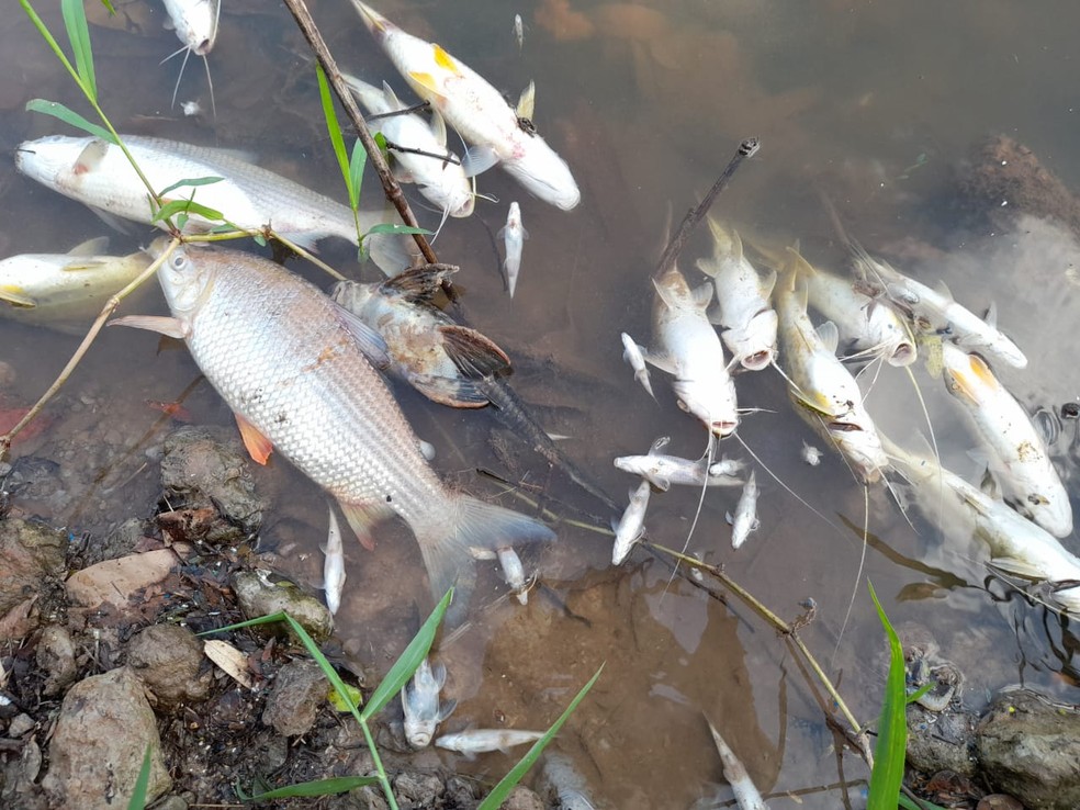 Peixes foram encontrados mortos no Rio Piracicaba neste sábado — Foto: Edijan Del Santo/EPTV