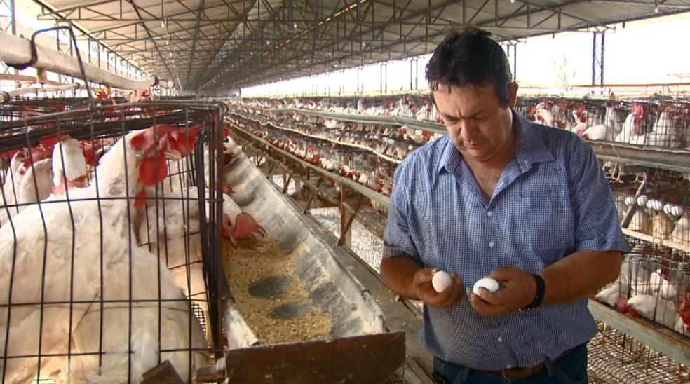 Avicultor João Carlos Piva voltou a investir e aumento a produção de ovos em 33%  (Foto: Reprodução EPTV)