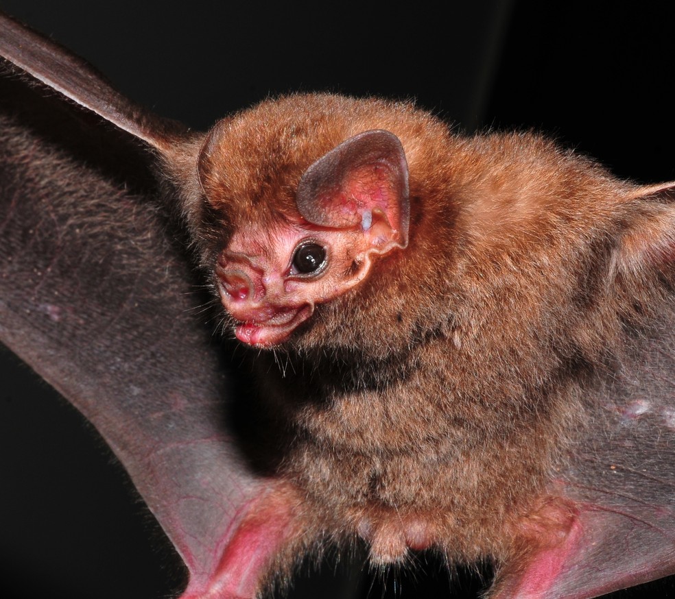 Morcego-vampiro-de-pernas-peludas se alimenta de sangue de aves de médio e grande porte — Foto: Vinícius C. Cláudio