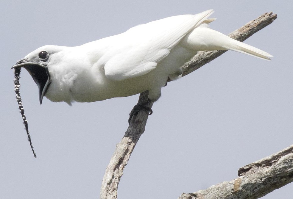 Canto de ave que atinge 125 decibéis é o som mais alto entre os pássaros,  diz pesquisa; ouça a araponga-da-amazônia | Natureza | G1