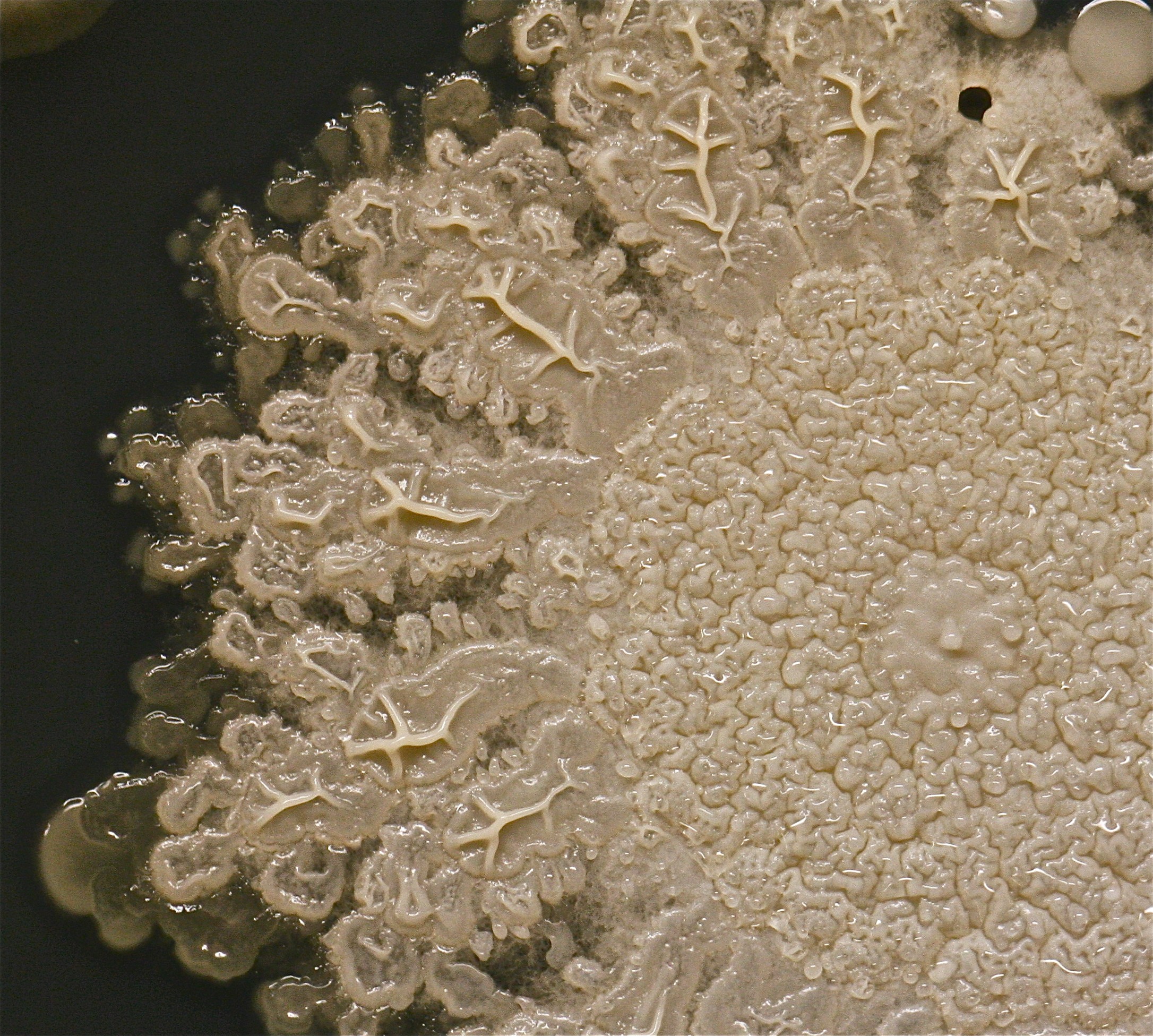 Uma das maiores colônias da placa, provavelmente um tipo de bacilo (Foto: Reprodução)
