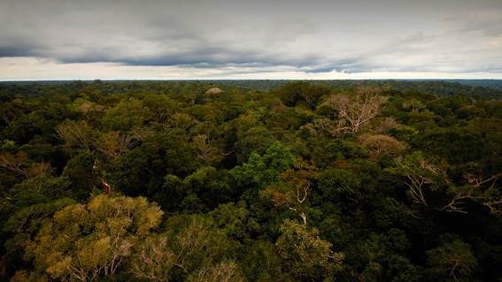 A Floresta Amazônica possui 5 milhões de km² (Foto:  National Geographic / Reprodução)