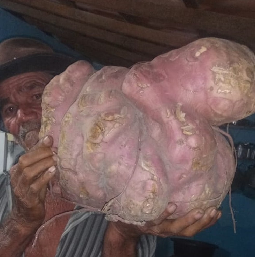 Agricultor de 78 anos colhe batata-doce de 13 kg em sítio, no Cariri da Paraíba — Foto: Jorge Moreira Araújo/Arquivo pessoal
