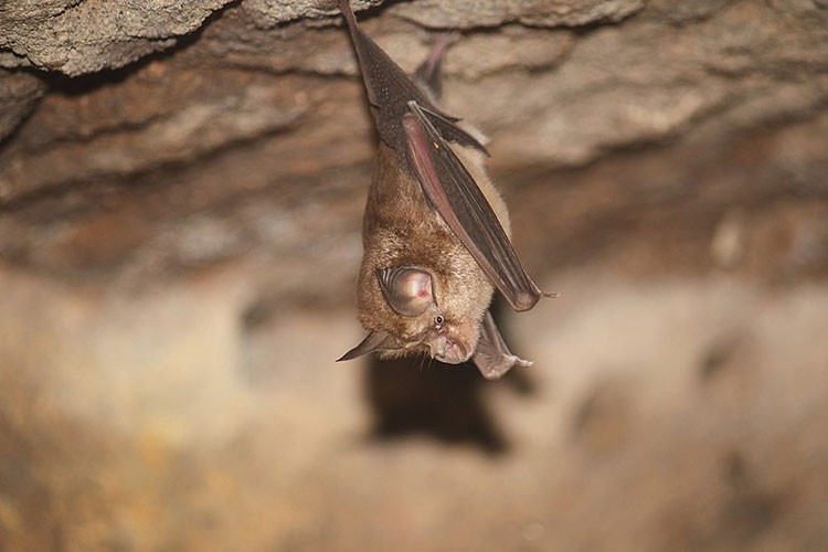O morcego-ferradura é conhecido por carregar uma variedade de coronavírus (Foto: Wikimedia Commons )