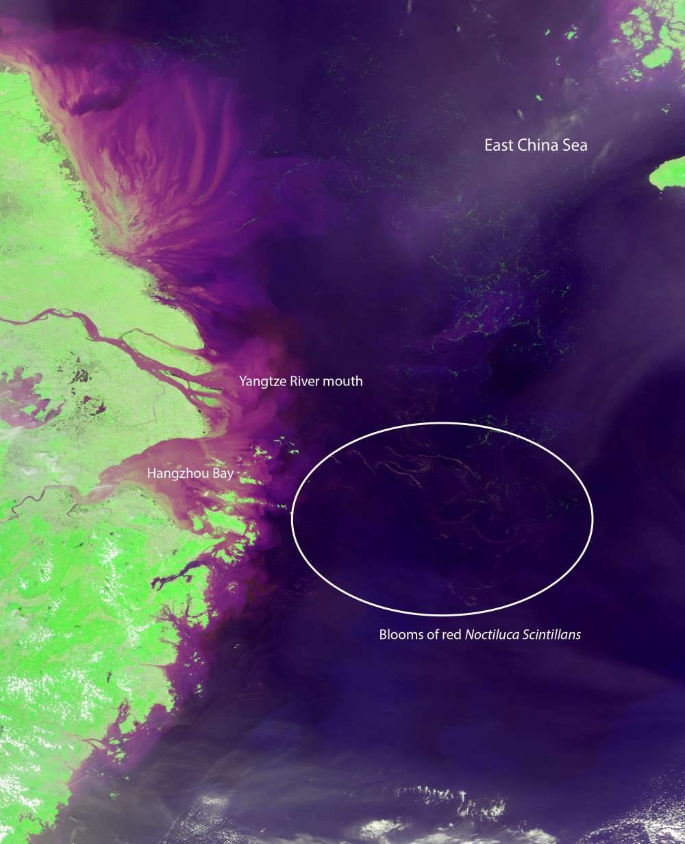 Imagem do Mar da China Oriental, mostrando onde a espécie se prolifera (Foto:  NASA/University of South Florida optical oceanography lab)