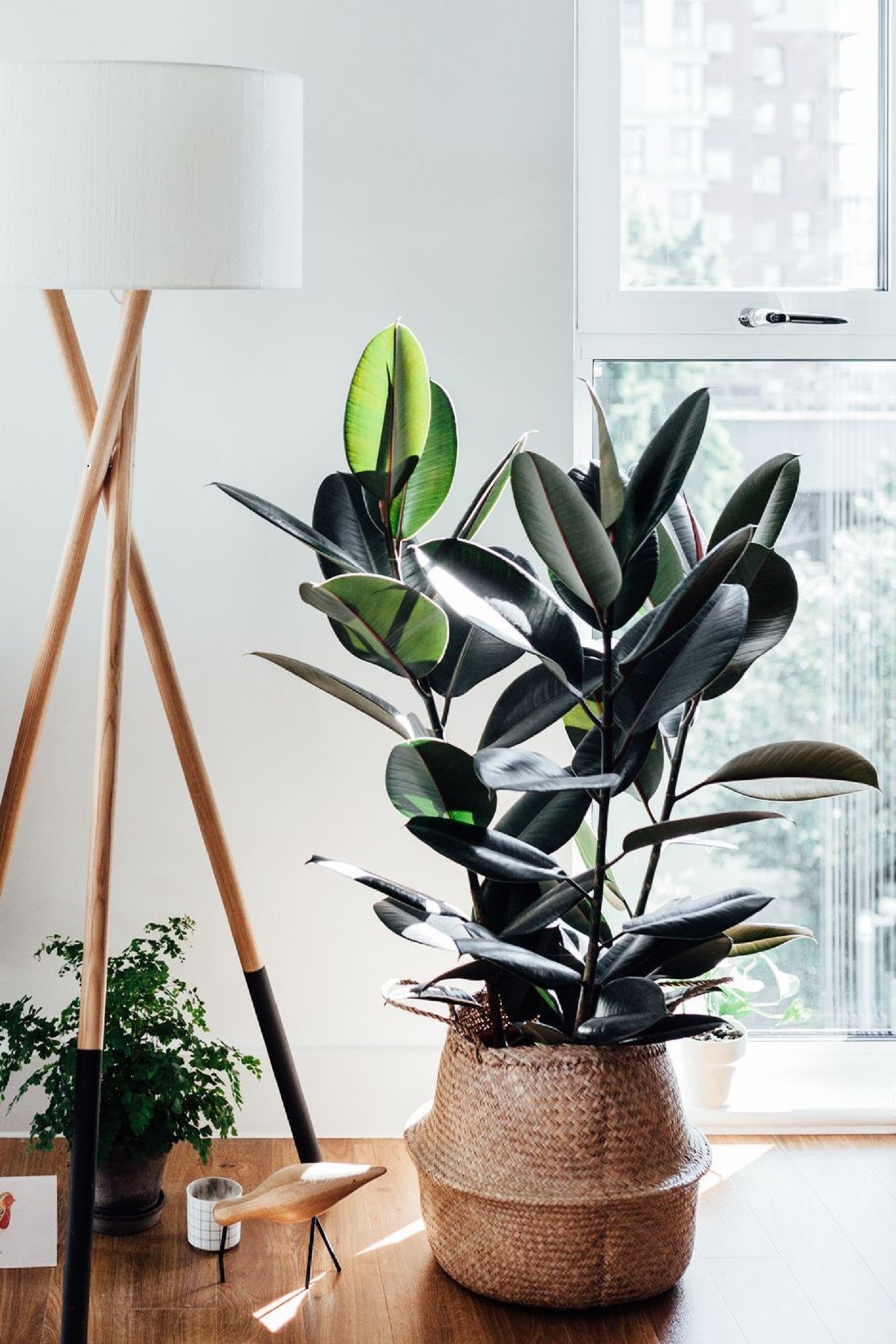 Conheça a Fícus elastica, planta decorativa e fácil de cuidar (Foto: Reprodução/ Pinterest)