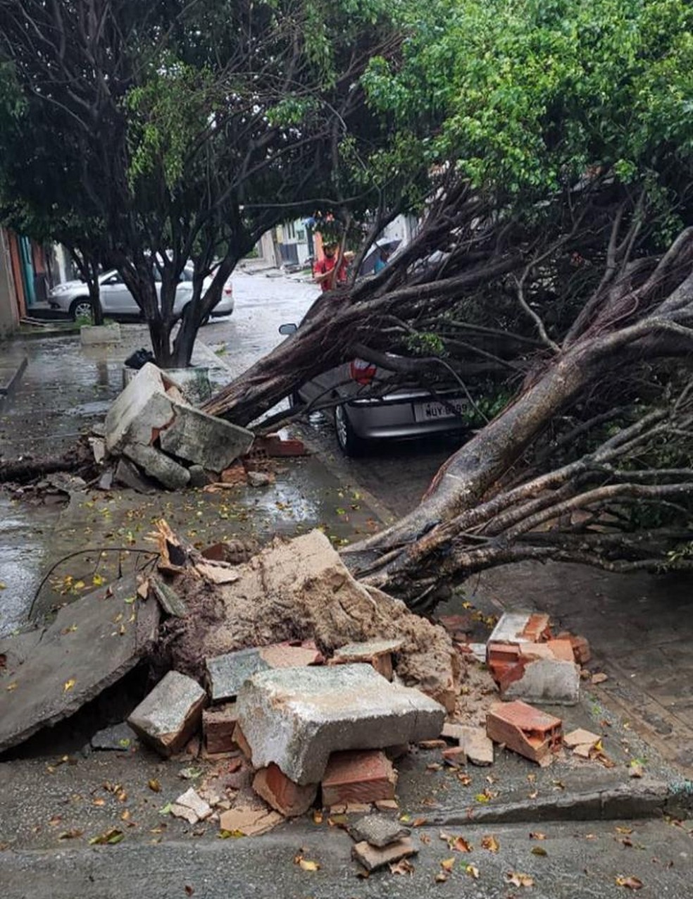 Árvores caem no bairro do Trapiche, em Maceió — Foto: Divulgação/Corpo de Bombeiros