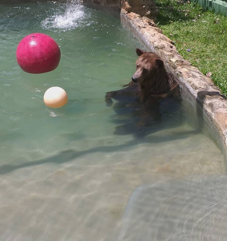 Ursa faz 'hidroginástica' para tratar artrose em santuário de animais no interior de SP