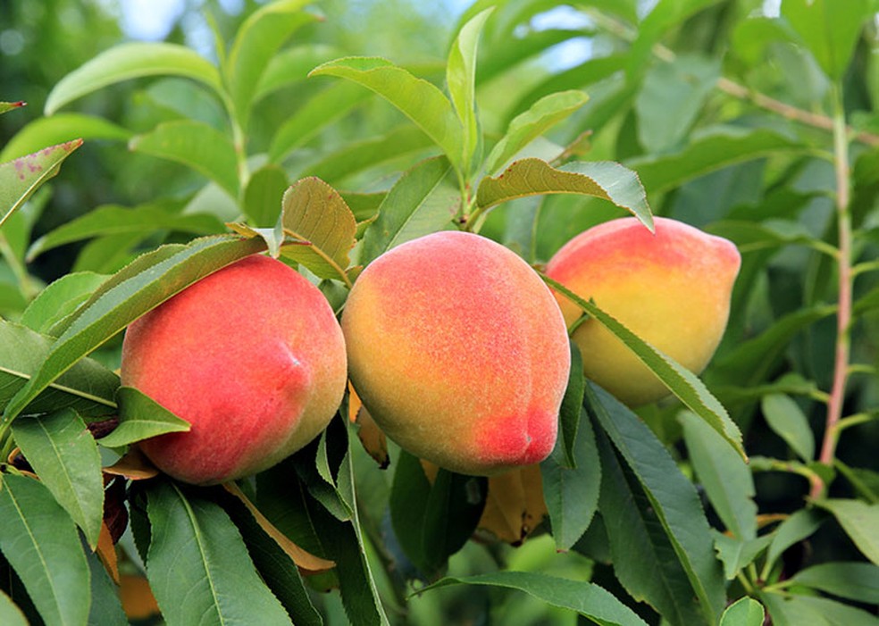 Clima Prejudica A Producao De Pessego Na Regiao Sul Do Pais Agronegocios Valor Economico