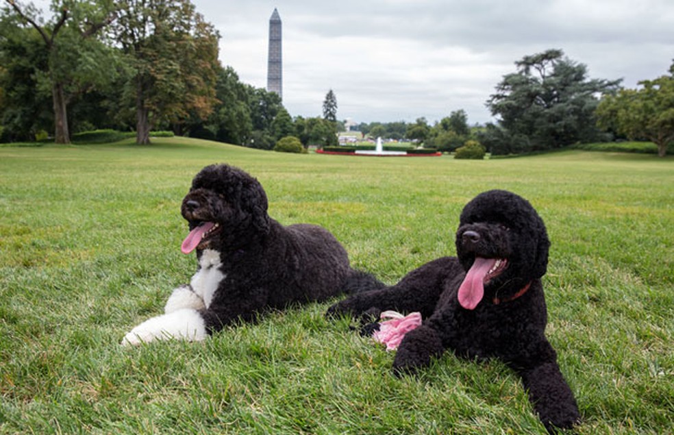 Bo, ? esquerda, e Sunny, c?es de Barack Obama, no jardim da Casa Branca, em foto oficial divulgada em 2013 ? Foto: AP/The White House, Pete Souza