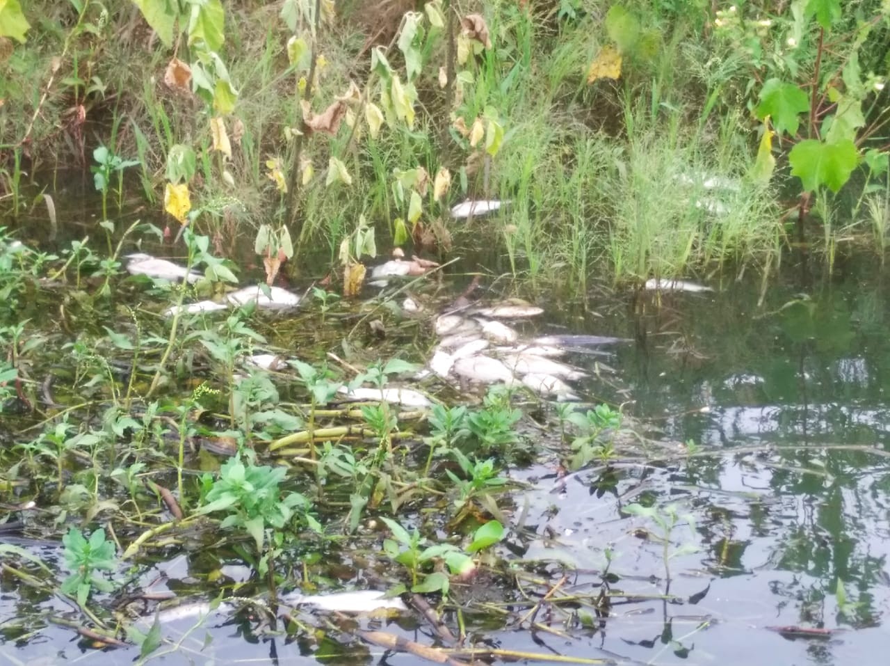 Pescadores encontram peixes mortos no rio Tietê em Buritama