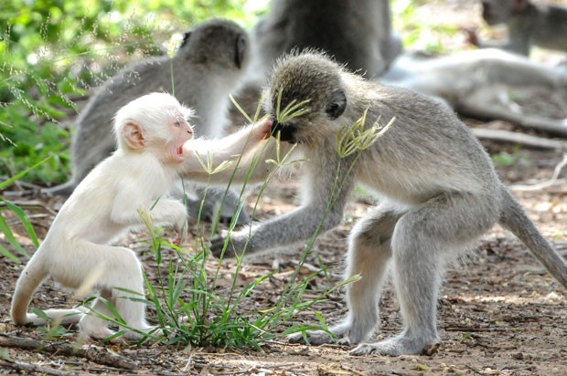 Um macaco albino do Velho Mundo, gênero Ceropithecus, vestindo um suéter no  zoológico de Londres em julho de 1922 (foto bw)