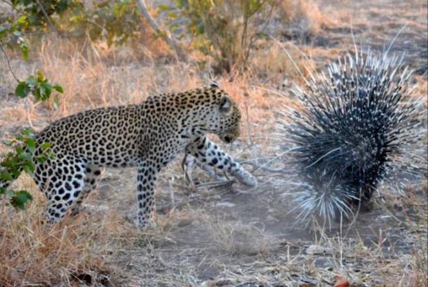 Leopardo se deu mal ao atacar porco-espinho em parque sul-africano (Foto: Reprodução/YouTube/Endless Summer Tours)