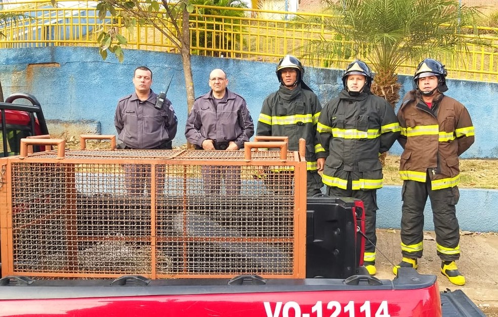 Corpo de Bombeiros foi acionado para resgatar jaguatirica em Agudos — Foto: Arquivo Pessoal/Fabiano Baninho