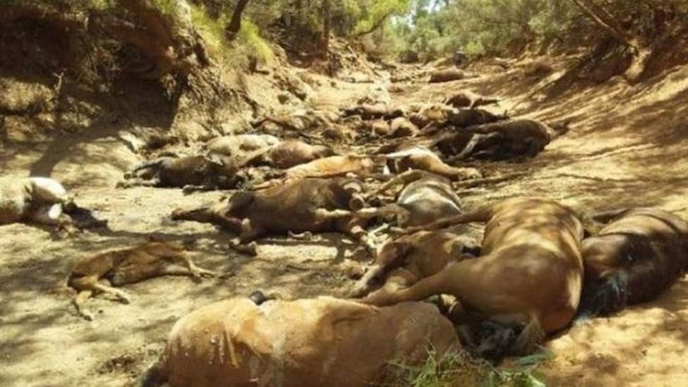 Cerca de 40 animais já haviam morrido de desidratação e fome; outros foram encontrados agonizando e acabaram abatidos — Foto: Ralph Turner