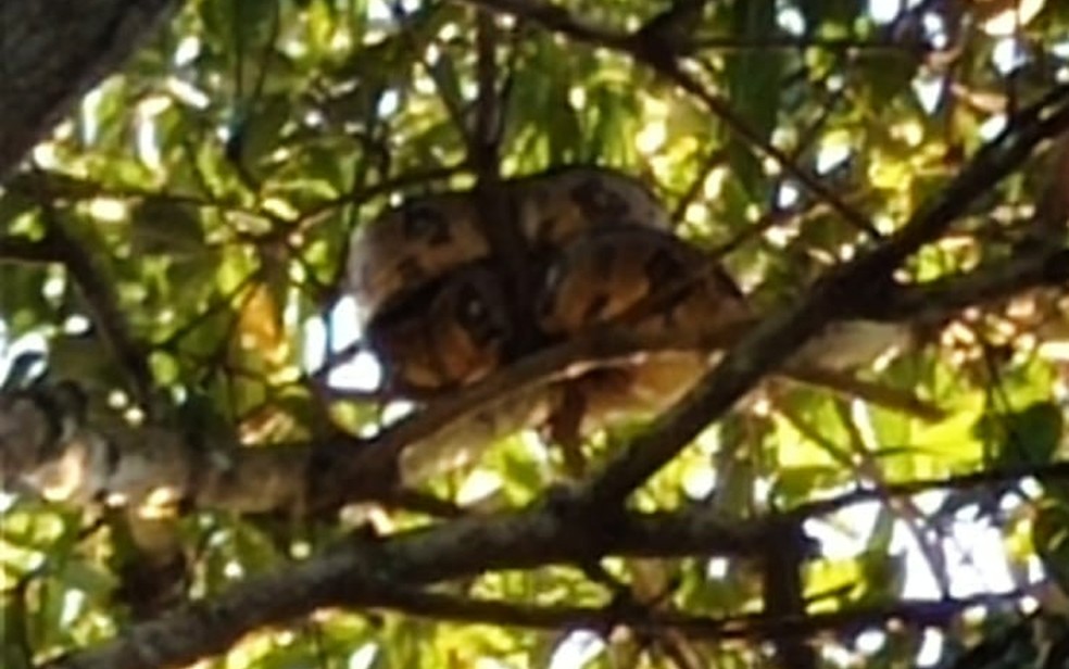Jiboia em cima de árvore em São Lourenço da Mata — Foto: Reprodução/WhatsApp