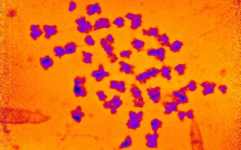 Massa de cromossomos humanos é medida pela 1ª vez — e equivale a trilionésimos de grama (Foto: Archana Bhatiya et al)