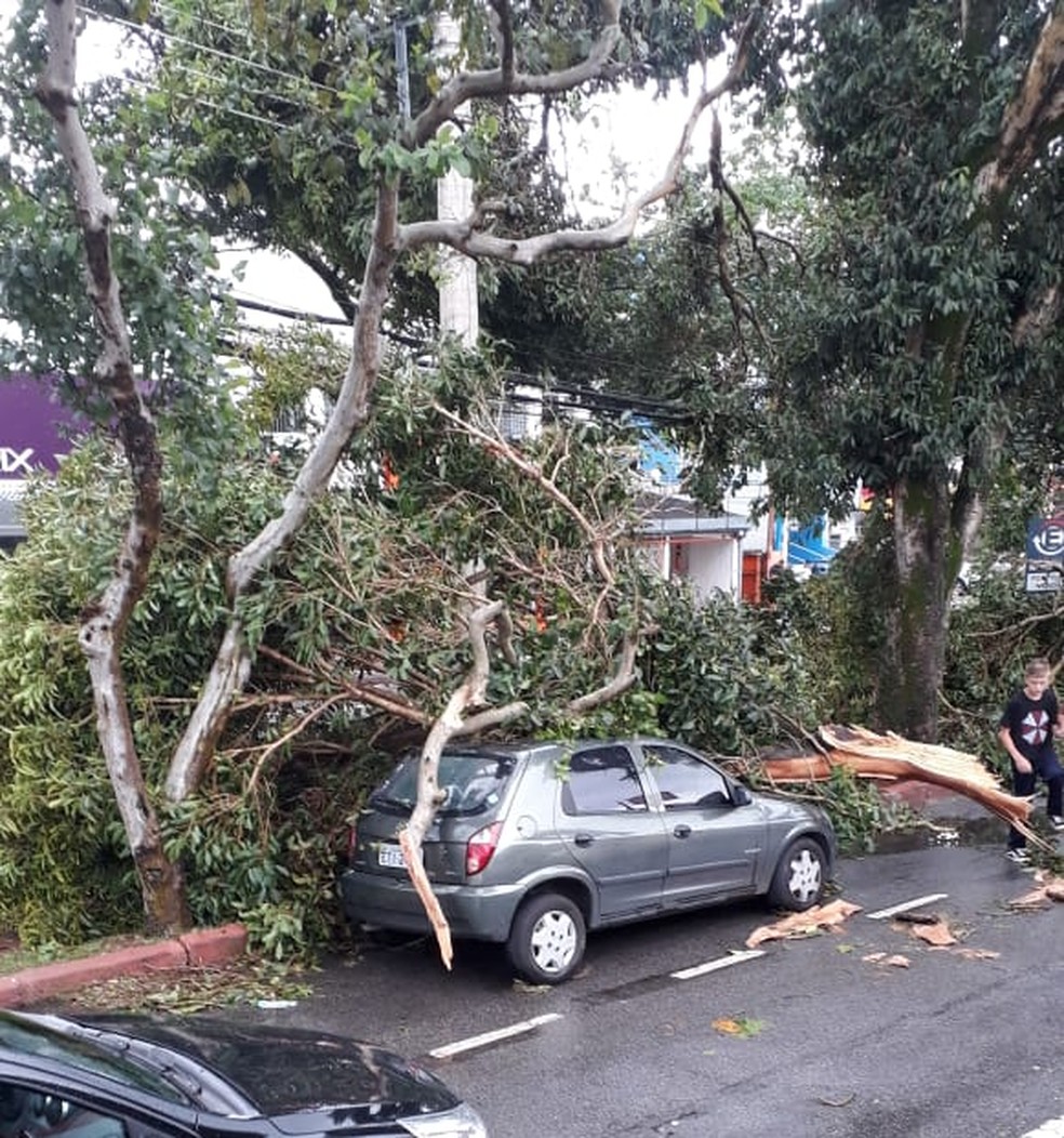 Chuva forte derruba Ã¡rvores e provoca estragos em SÃ£o JosÃ©, SP â€” Foto: Paulo Melo/ Arquivo Pessoal