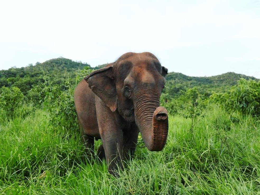 Elefanta Guida foi resgatada junto de Maia em 2016 pela equipe do Santuário de Elefantes Brasil. — Foto: Arquivo Santuário de Elefantes Brasil (SEB)