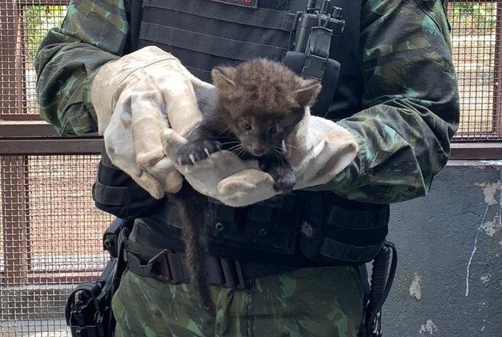 Veterinário da Cipa que atendeu filhote de gato-mourisco estima que felino tenha 50 dias de vida — Foto: Polícia Militar/Cipa/Divulgação
