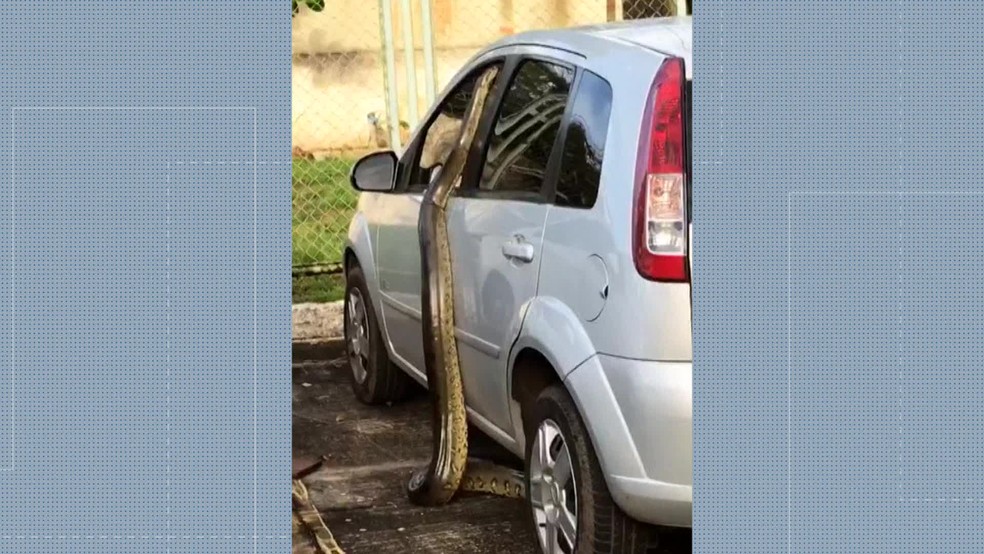 A jiboia com mais de dois metros de comprimento foi flagrada em um dos carros no estacionamento do Hospital Cardoso Fontes — Foto: Reprodução/ TV Globo