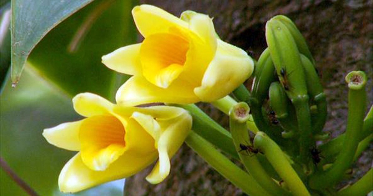 G1 - Orquídea-baunilha - notícias em Flora