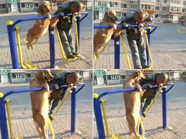 Cão acompanha dono e faz exercícios em equipamento público (Foto: Reprodução/Imgur/SimplyTrey )