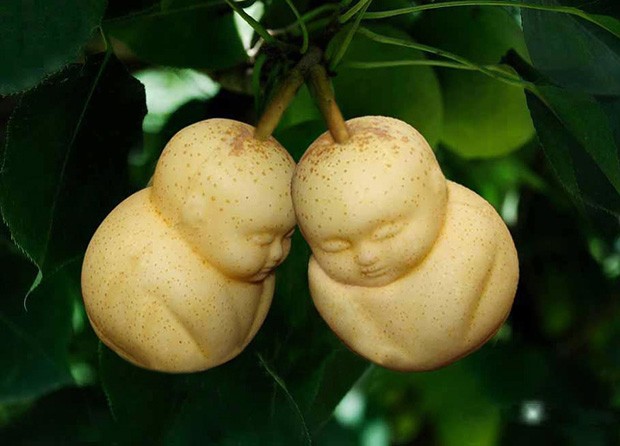 Peras em forma de bebê vendidas na China (Foto: Divulgação)