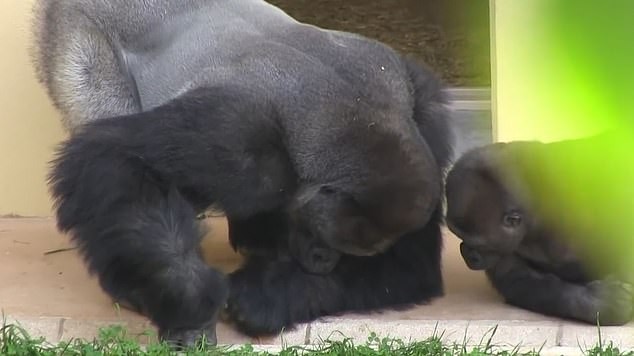 Pai e filho gorilas observam atentamente uma minúscula lagarta (Foto: Reprodução/Youtube)