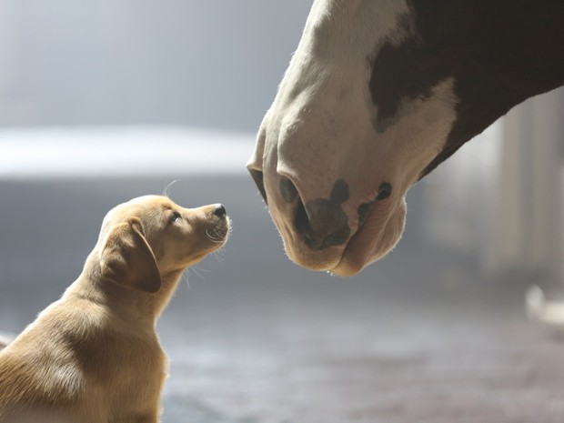 Propaganda da Budweiser retrata a amizade entre um cavalo e filhote de labrador. (Foto: Divulgação)