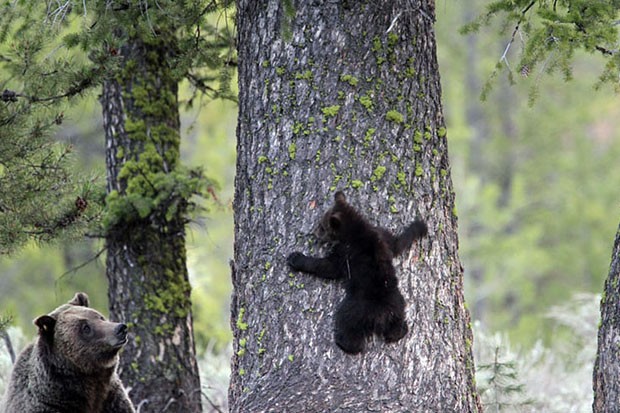 Filhotes de urso e suas mães (Foto: Gary Pollock / Divulgação)