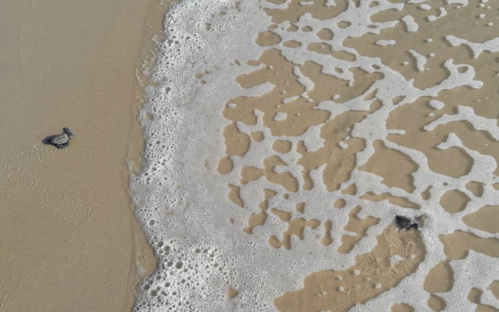 Biólogos resgatam mais de 50 filhotes de tartaruga-cabeçuda de ninho em bueiro, no sul da Bahia — Foto:  Secretária Municipal de Meio Ambiente de Mucuri