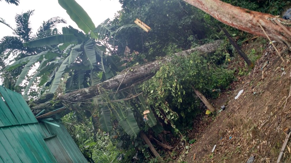 Casa é atingida por árvore em Blumenau — Foto: Corpo de Bombeiros/Divulgação