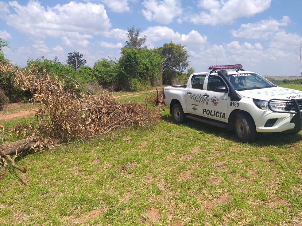 Fiscalização flagrou corte de árvores nativas em Martinópolis — Foto: Polícia Militar Ambiental