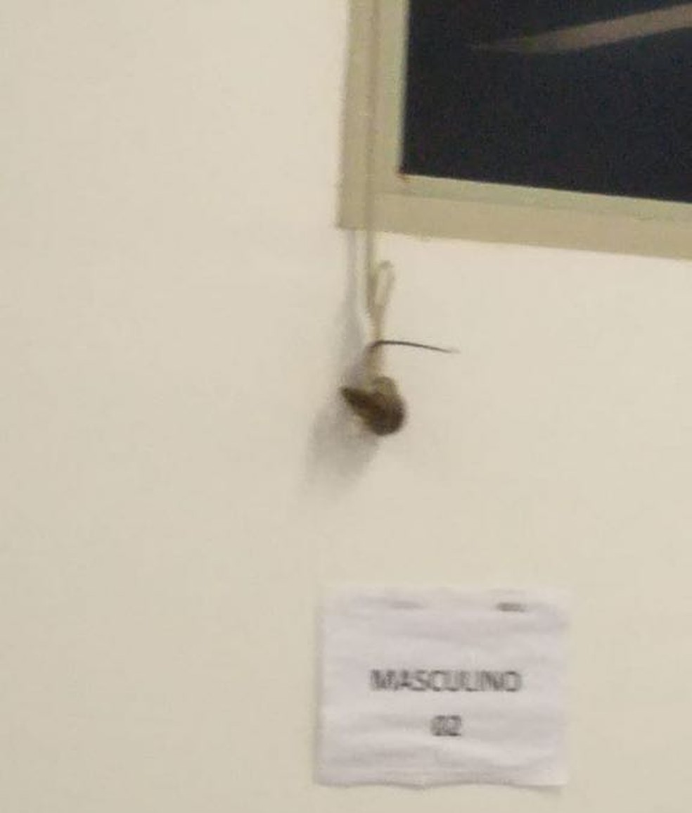 Ratos mortos foram encontrados por funcionários no Hospital de Rondonópolis (Foto: Sisma-MT/Divulgação)