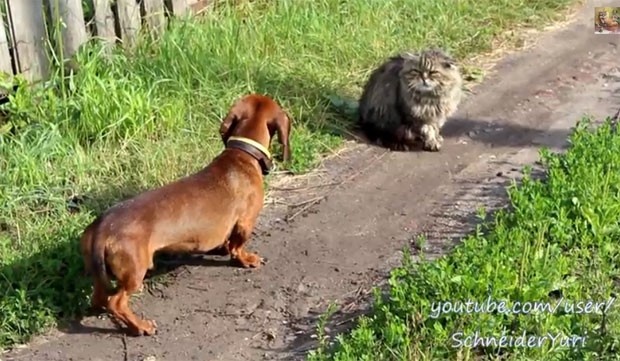 Gato faz sucesso ao encarar cão (Foto: Reprodução/YouTube/SchneiderYuri)