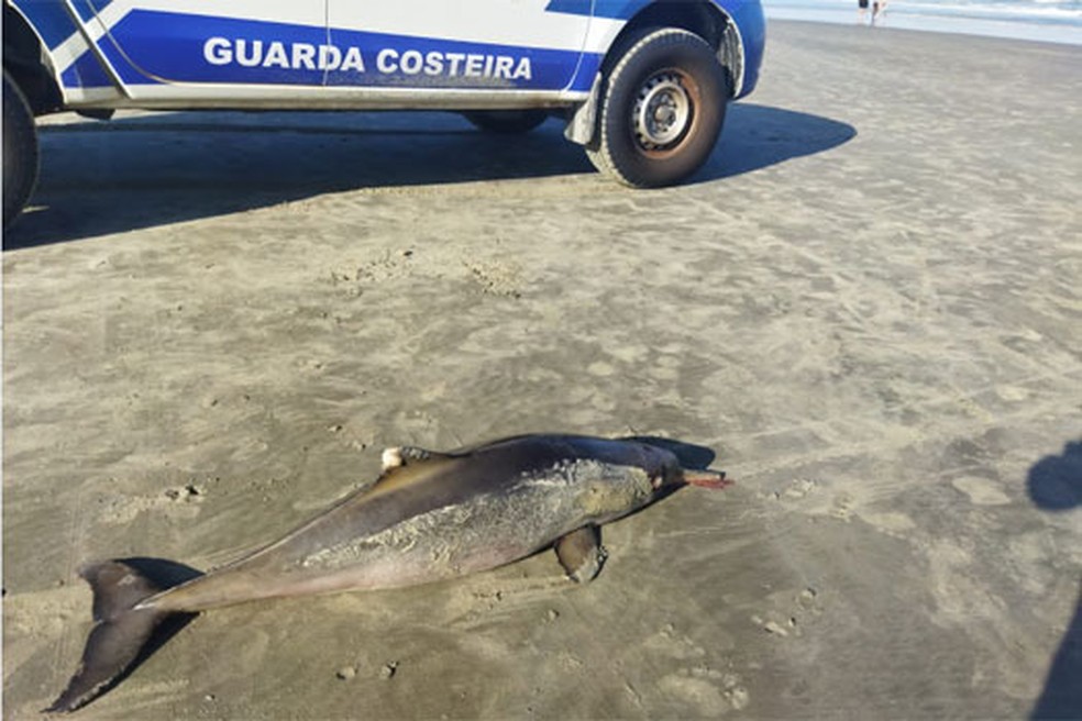 Golfinhos são encontrados mortos com marcas de rede de pesca em Praia Grande, SP. — Foto: Divulgação/ Prefeitura de Praia Grande