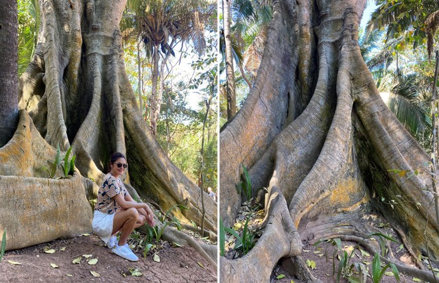 Mãe natureza: o hotel tem uma arara de floresta tropical preservada, essa é a arvore chamada carinhosamente de ‘abuelita’. (Foto: Reprodução/ Instagram)