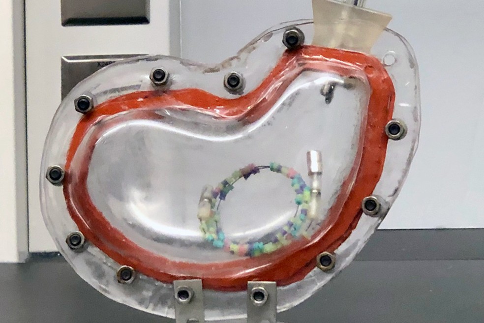 Um protótipo representativo de um dispositivo de residente gástrico pesquisadores colocaram em um modelo de estômago in vitro para testes. — Foto: Malvika Verma, Feyisope Eweje, John A F Salama, Jonathan B Miller/MIT