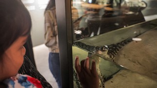 Criança observa crocodilo juvenil nadando em um tanque no Dubai Crocodile Park, em Dubai, em 17 de abril de 2023 — Foto: Giuseppe Cacace / AFP