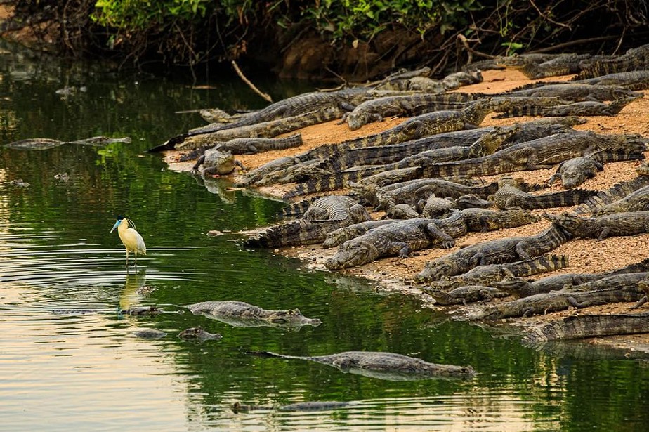 Projeto quer liberar caça esportiva de jacarés e outros animais do Pantanal