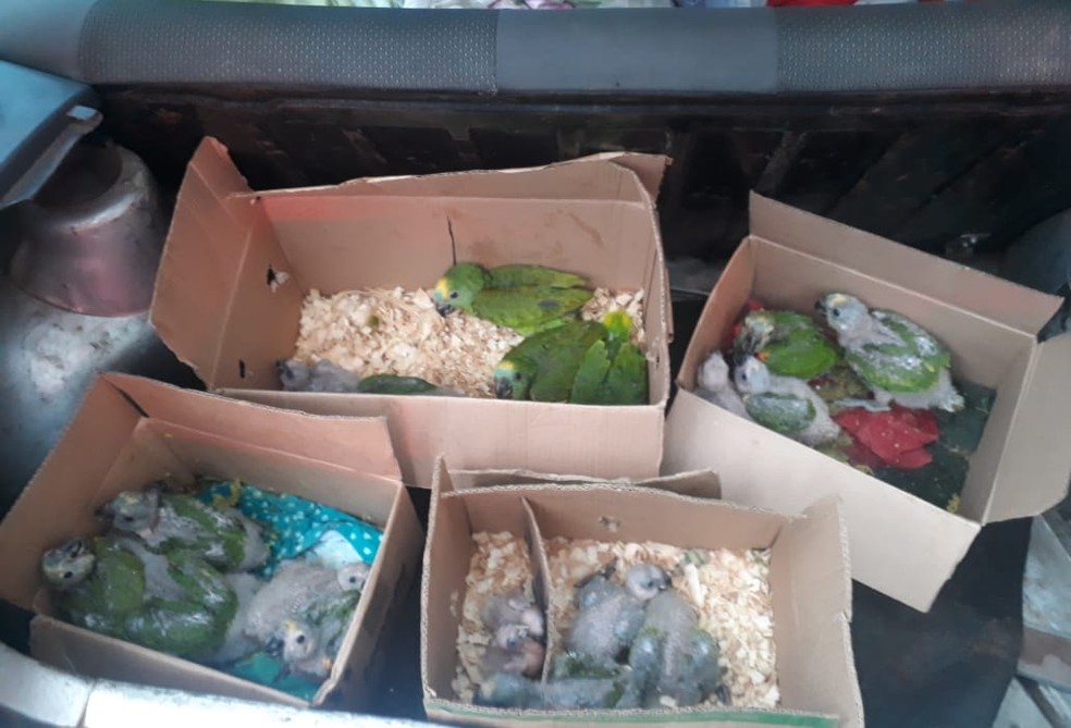 Papagaios foram apreendidos dentro de um veículo em Dracena — Foto: Polícia Militar Rodoviária
