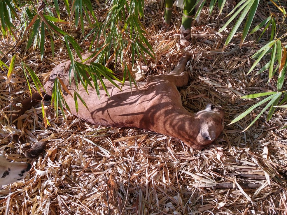 Onça-parda foi encontrada morta com marca de tiro em Rancharia — Foto: Nilza Dilene da Silva Vanzella