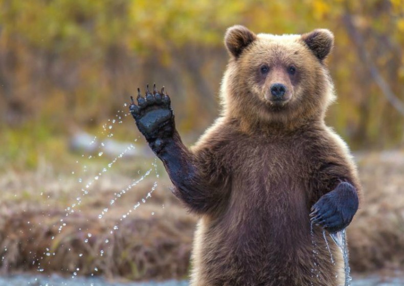 Urso dá tchauzinho e emociona fotógrafo (Foto: Kevin Dietrich)