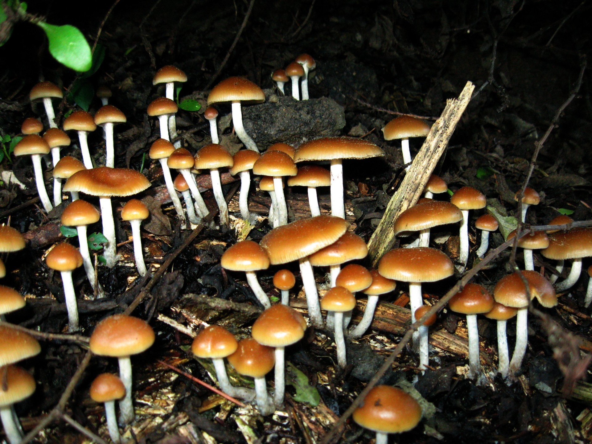 Cogumelos que contém psilocibina (Foto: Wikimedia Commons)