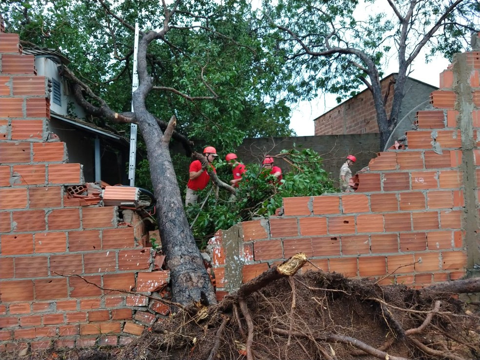 Bombeiros foram chamados para retirar árvore que caiu durante temporal — Foto: Débora Ciany/TV Anhanguera