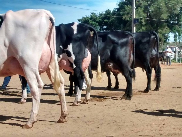 Exposição Agropecuária renuiu 450 animais em Oliveira (Foto: Breno Bicalho/Divulgação)