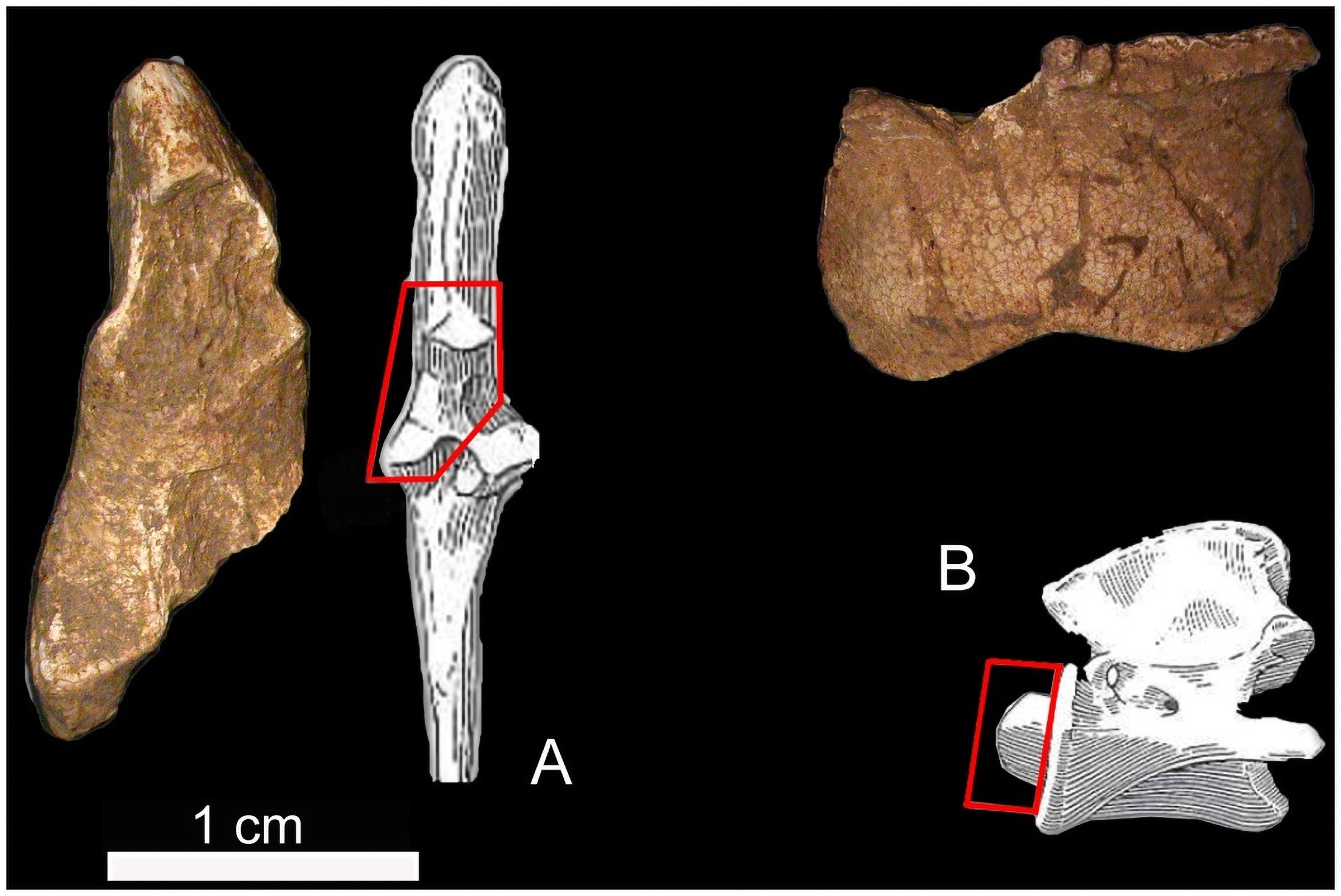 Restos mortais de animais encontrados pelos pesquisadores na tumba da Taça de Nestor (Foto: Melania Gigante et.al )